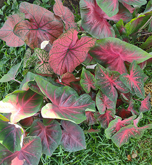 Mixed Red Fancyleaf
